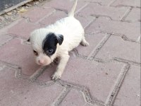 Terrier Bebeklerimiz