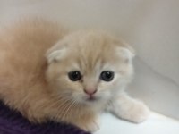 Yavru scottish fold kedilerim