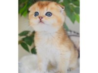 Scottish Fold Dişi Yavrum