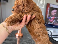 Dişi erkek sevimli poodle