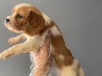 2 aylık cavalier king charles erkek yavru