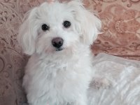 Maltese Yavrular 50 günlük