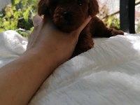 Kore poodle