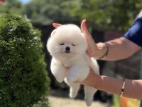 KUSURSUZ KARBEYAZ BİBLO DİŞİ POMERANİAN