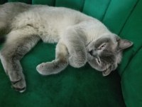 British Shorthair Blue Point