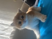 NY11 Erkek yavru british shorthair