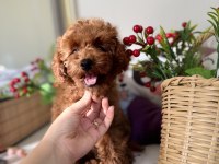 Poodle bebekler