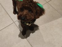 9 aylık erkek toy poodle