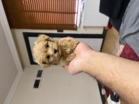 Micro teacup özel yavru