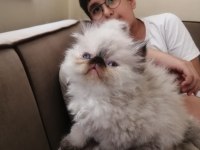 Show kalite iran persian baba scr belgeli rezerve konuldu