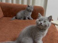 British Shorthair Bebeklerimize Sıcacık Yuvalar Arıyoruz