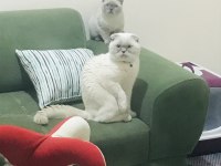 Anne Ve Baba Kedilerimize Yeni Yuva Arıyoruz
