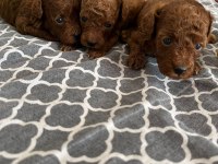 Poodle tea cup dark brown yavrular