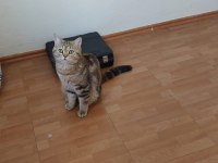 Golden tabby british shorthair erkek 1 yaşında
