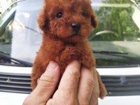 Pets World ayrıcalığı ile toy poodle yavrularımız