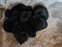 7 Adet 25 günlük Safkan Alman Çoban Köpeği