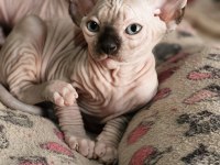 Sphynx (sfenks) 2.5 aylık