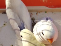 Bebek Sevda papağanı