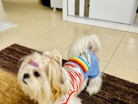 Shih tzu 2023 doğumlu yetişkin dişi