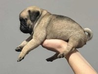 SAFKAN KALİTE PUG