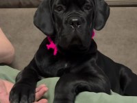 Cane Corso İtaliano Dişi Yavrumuz