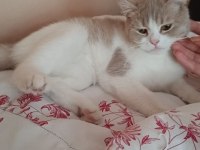 Safkan anne baba aynı cins dişi 8 aylık kedimiz