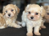 Show kalite kore maltipoo yavrularımız