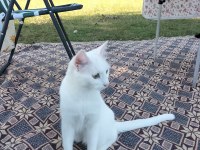 1 yaşında Ankara kedisi ücretsiz sahiplendirme