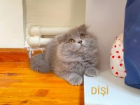 British longhair güzellerime yuva