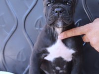 FCI-KIF SECERELİ SAFKAN CANE CORSO