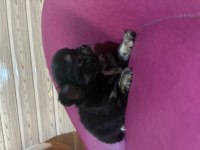 CHİHUAHUA KÖPEĞİ