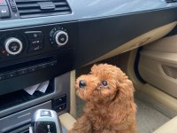 0 numara red Toy Poodle yavru