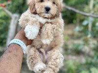 Maltipoo yavruları