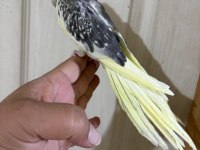 55 GÜNLÜK PİED SULTAN PAPAĞANI BEBEK