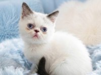 Mini maviş exotic shorthair