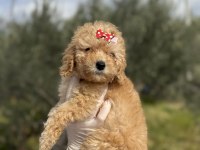 Dişi poodle güzeller güzeli kızımız
