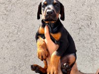 Anne baba FCİ KİF A şecere doberman yavruları