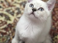 Baba Şecereli Scottish Fold Anne British Orijinal bebekler