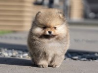 3 Kuşak Orjinal Pomeranian Boo