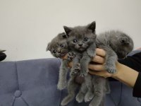 YAVRU KEDİLER BRİTİSH SCOTTİSH FOLD