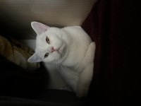 Sahibinden Beyaz Scottish Fold