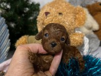 Toypoodle Yavrularımız