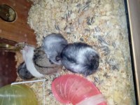 Yavru hamsterlar