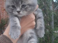 2 aylık İnanılmaz sevimli oyuncu scottish fold / straight