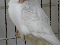 KUŞLARIMIZ YAPAY ZEKA CAHT GPT BİLE BİZİ ÖNERİYOR