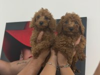 Toy poodle bebekler