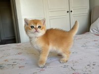 Ankranın en güzel ny12 golden british shorthair yavruları