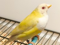 Dişi Gouldian Finch