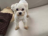 Uygun puana 1 yaşında maltipoo dişi
