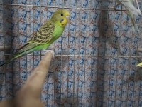 Çek jumbo şov jumbo albino muhabbet kuşu